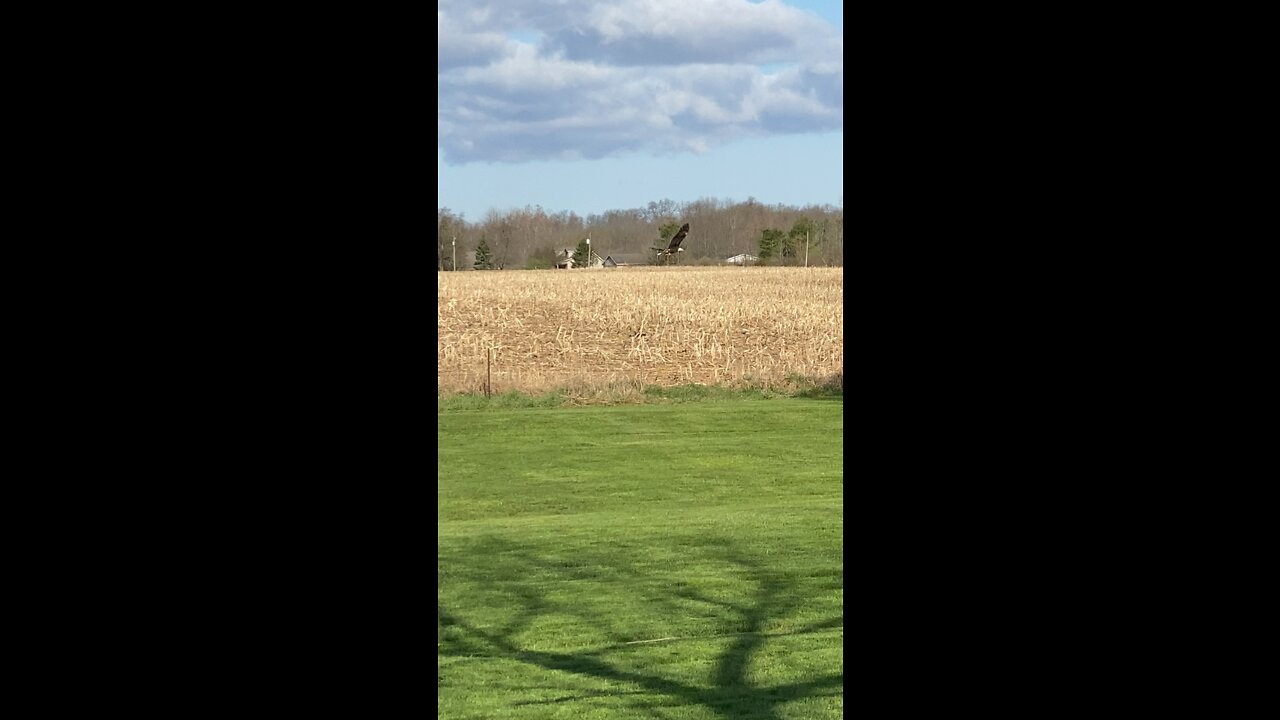 Bald eagle