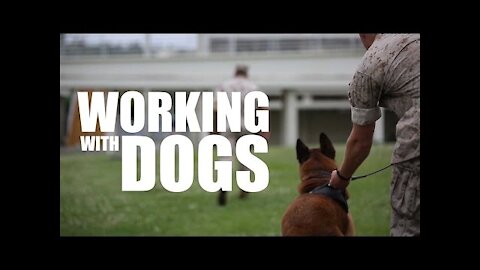 Marines Prove Why K9's Make the Best Teammates