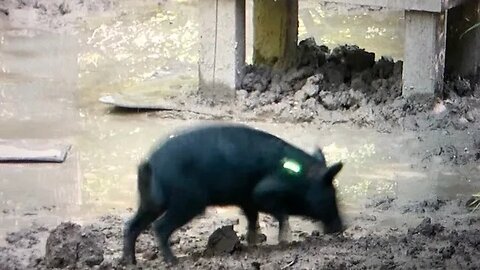 Hog hunting in South Georgia. I make a bad shot but get lucky.... 4K