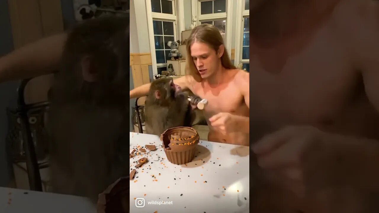 Hora do Almoço com o Macaco 😋🐒🦧🐵 #shorts