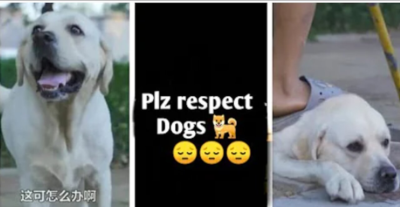 DOG SAVE BLIND MAN LIFE 😚😚😗