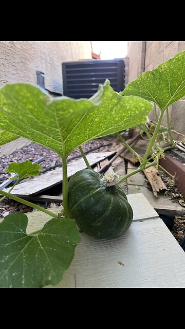 Backyard Kabocha Harvest