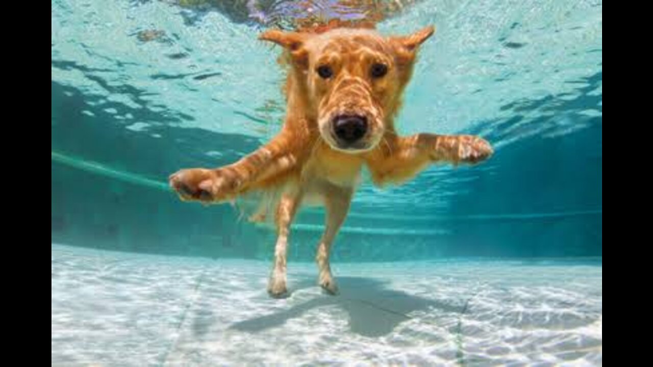 Morning jump in the water.