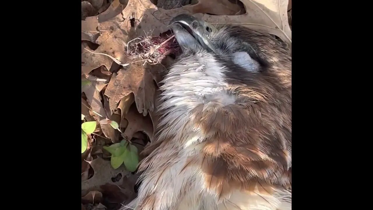 Poacher or wild animal kill ??! “hawk”￼