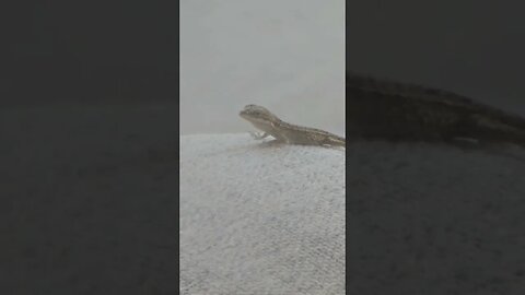 Baby Lizard 🦎 took a leap of faith #backyard #shortvideo