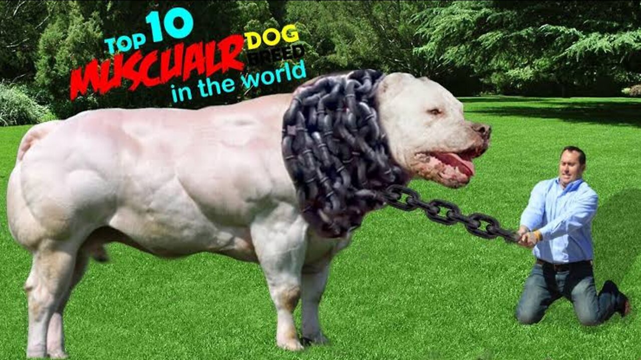 10 Most Muscular Dog Breeds In The World