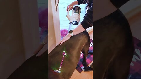 Do You Vacuum Your Dog #shorts #dog #funny #pets