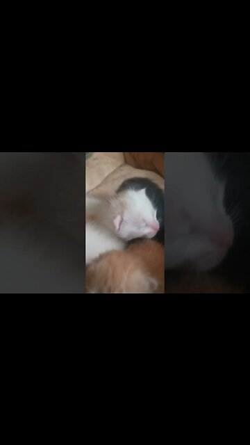 2 months in just 1 minute #cat #kitten #cute