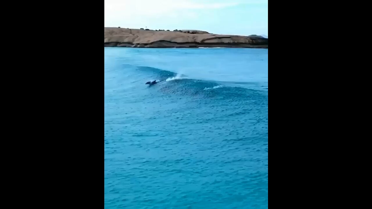 Adorable dolphins