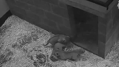 Lion Cubs Caught Play Fighting At Edinburgh Zoo