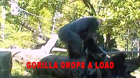 Gorilla Drops A Load.