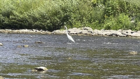 White Egret fishing 2