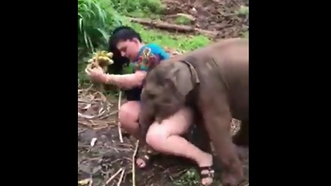 A Female Tourist is Raped by an Elephant