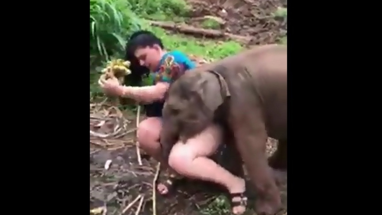 A Female Tourist is Raped by an Elephant