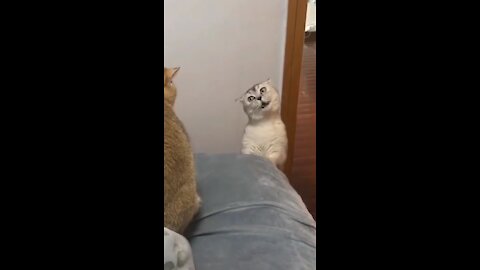 Two cats talking