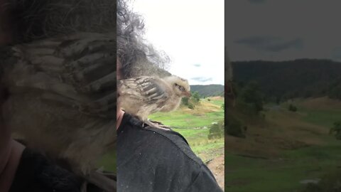 Baby chick perches on owner's shoulder