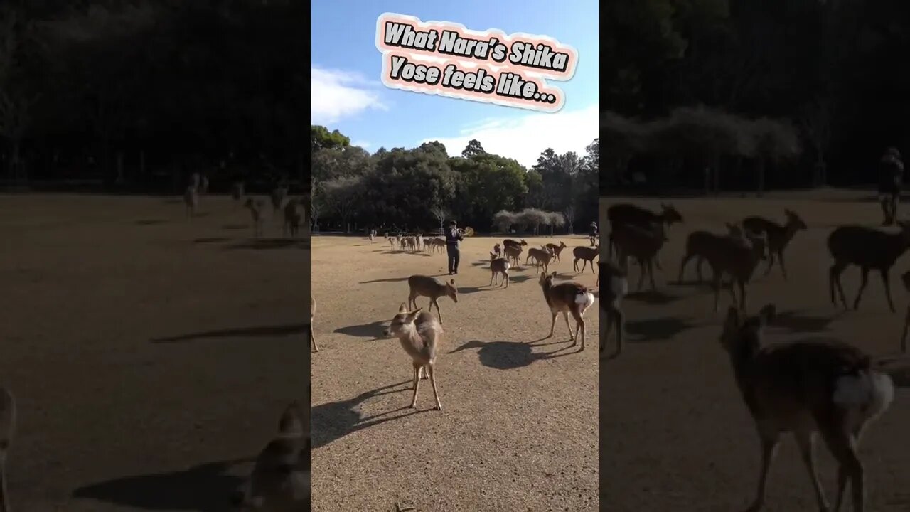 POV: What the Shika Yose at Nara Park feels like…