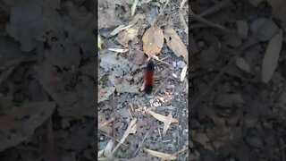 Black and Brown Woolly Caterpillar