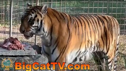 Join Carole as the cats have breakfast at Big Cat Rescue! 04 07 2023