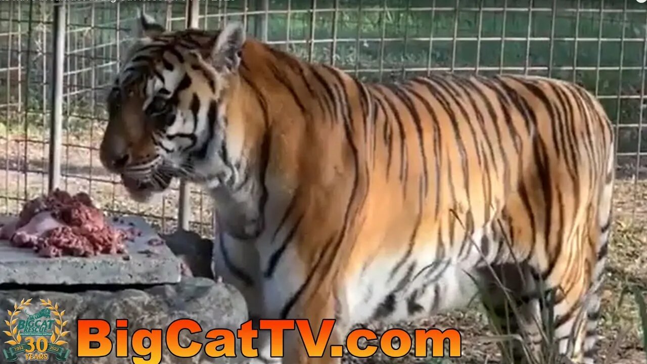 Join Carole as the cats have breakfast at Big Cat Rescue! 04 07 2023