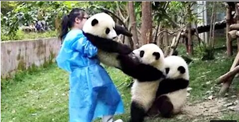 Funny & Cute Panda Compilation 2021 🐼 videos can't stop laughing 🤣🤣