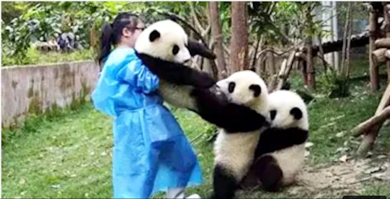 Funny & Cute Panda Compilation 2021 🐼 videos can't stop laughing 🤣🤣