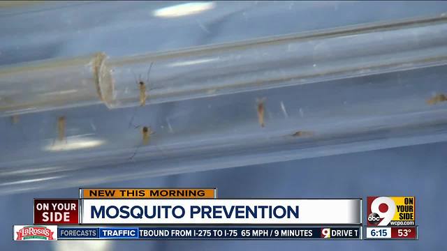 How pest control experts say you should get rid of mosquitoes