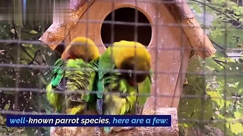 Parrots #top10 #parrots #birds #comedy #foryou