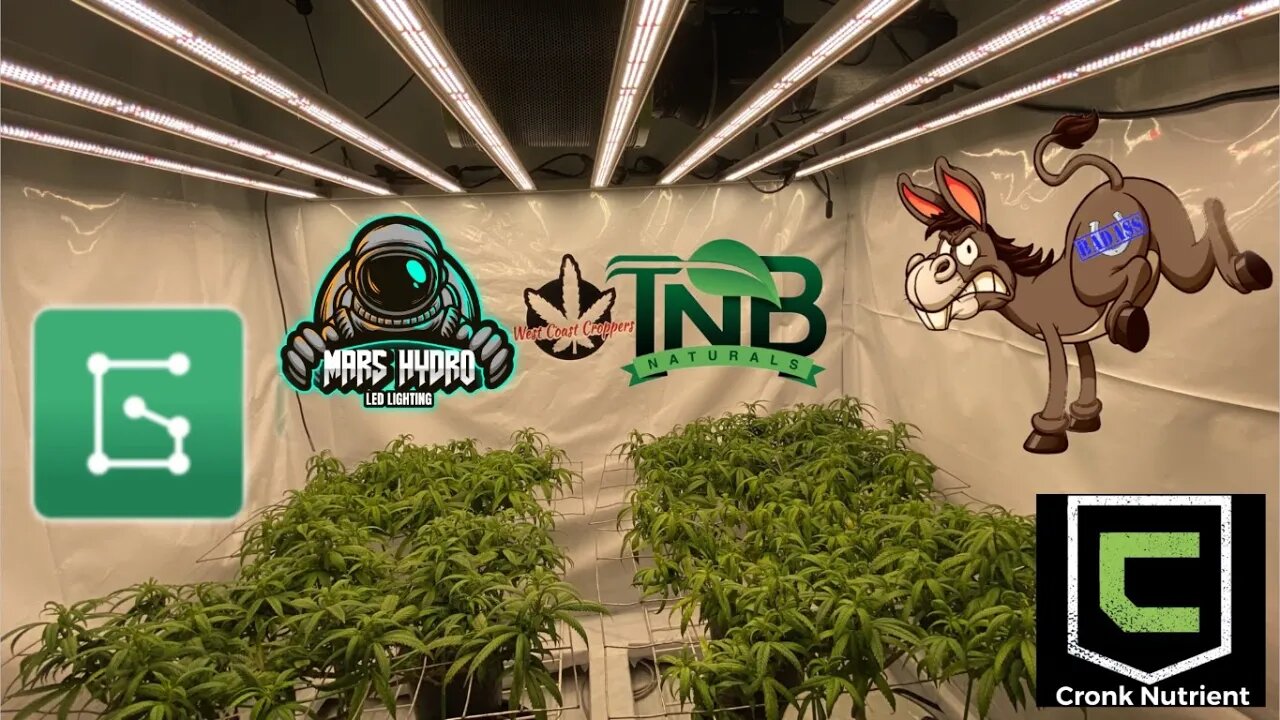 Bad Ass Seeds Magdalene @Mars Hydro fce8000 @TNB Naturals @Cronk Nutrients @GrowTek