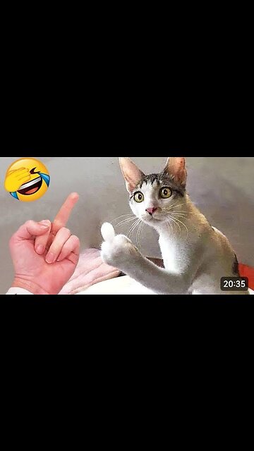 Funniest Cat 2023, You Won't Stop Laughing!"