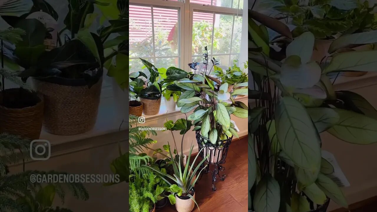 #indoorplants #indoorjungle #indoorgarden #indoorgardening #houseplants #espomagrown