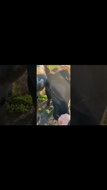 Living In Paradise. Country Life. 🐷🐄 #shorts #idahopasturepig #cows