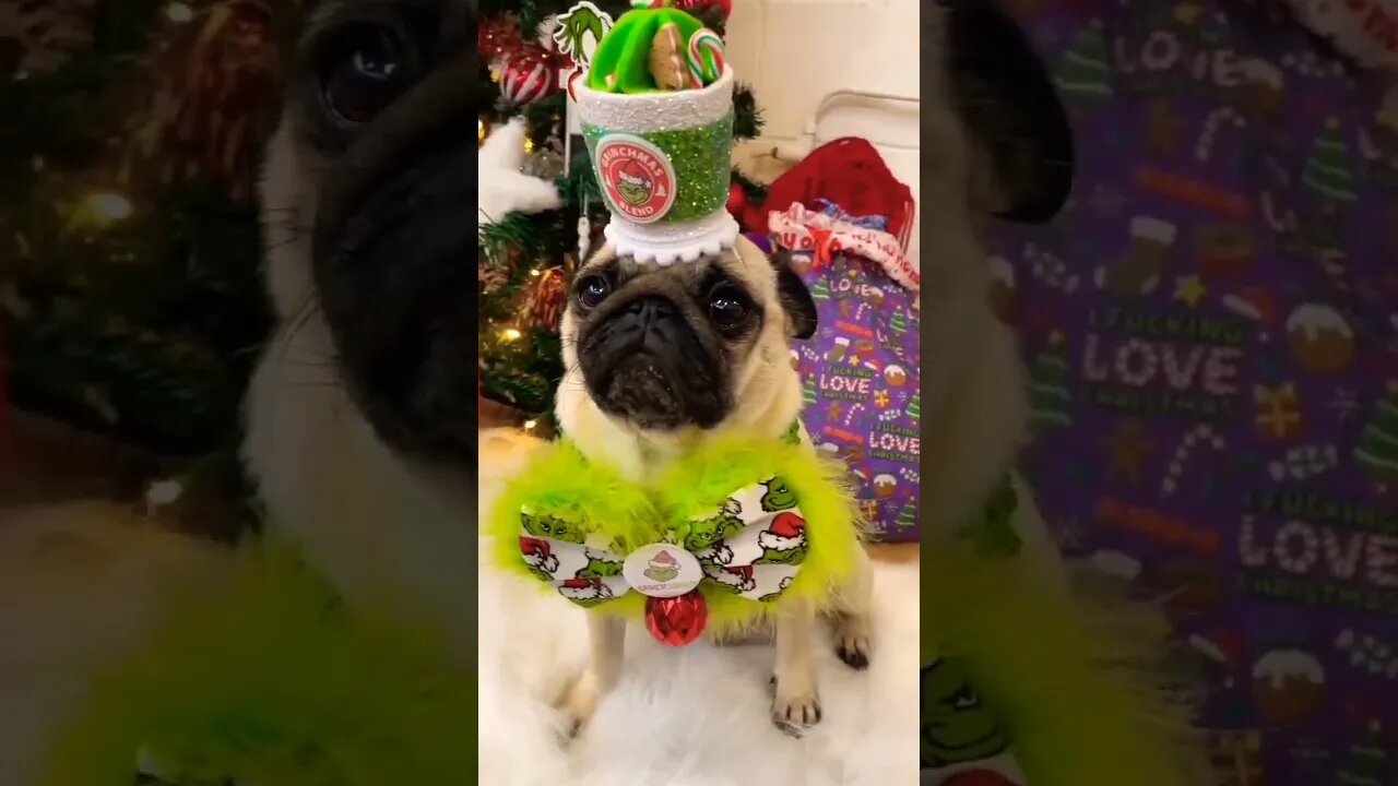 How cute is she in her Grinch Fluffy bow 🙊😍 Also the subtle biscuit crumbs around her mouth 😅😂 #pug