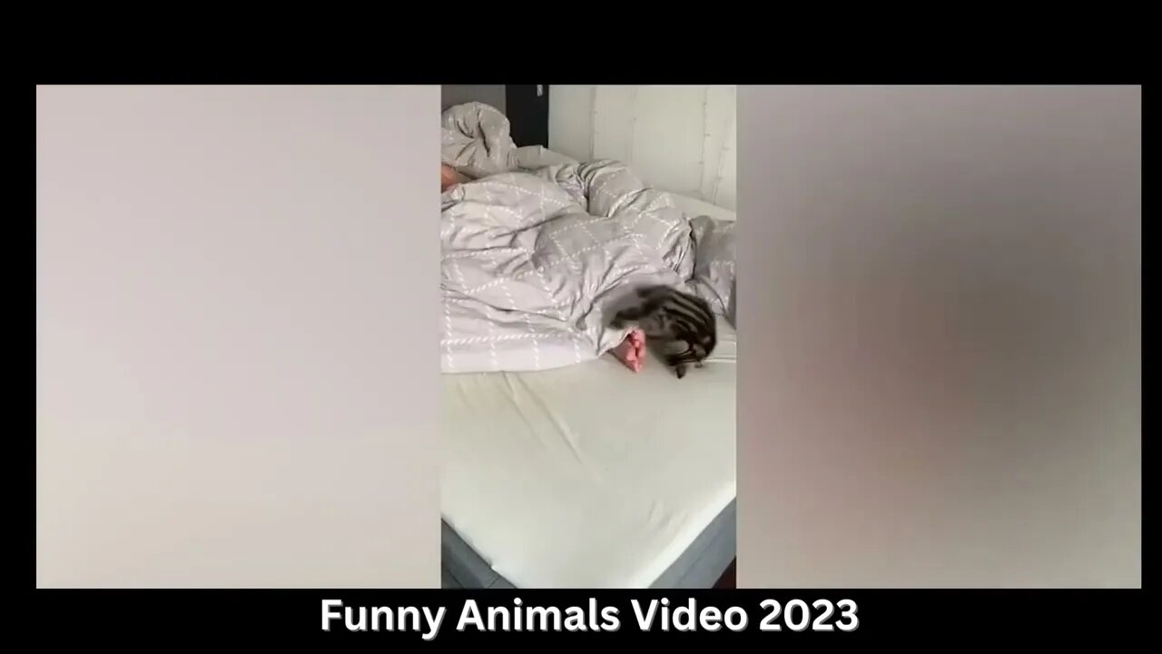 Funniest Animals 2023