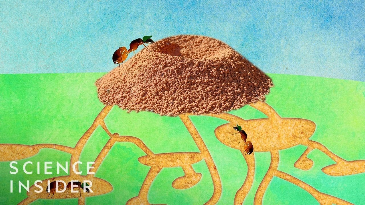 interesting facts about an anthill