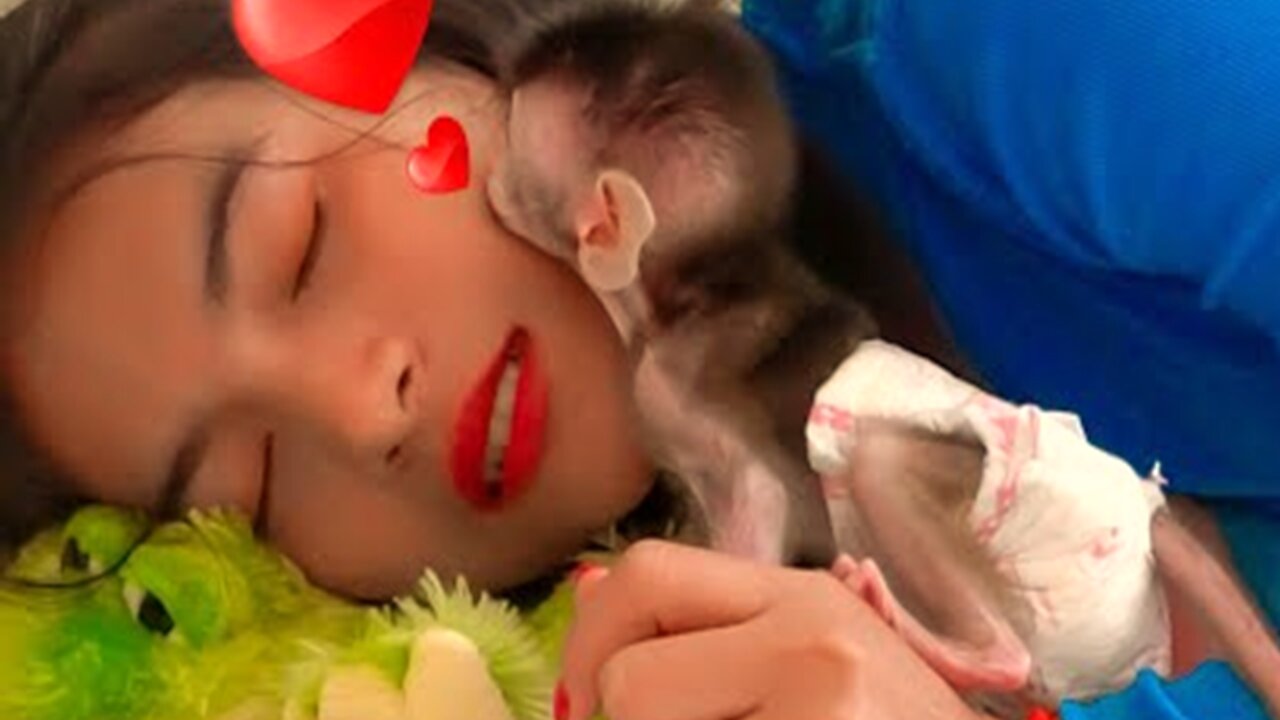 Poor Baby Monkey Chaly Try Comfort Sweet.Kiss.Need Mom's Attention- Monkey Animals 073