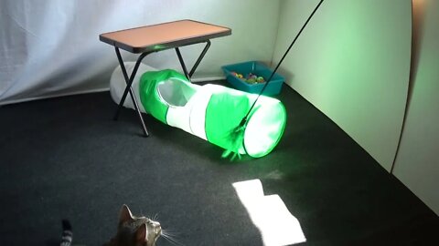Small Cat Loves His Green Toy