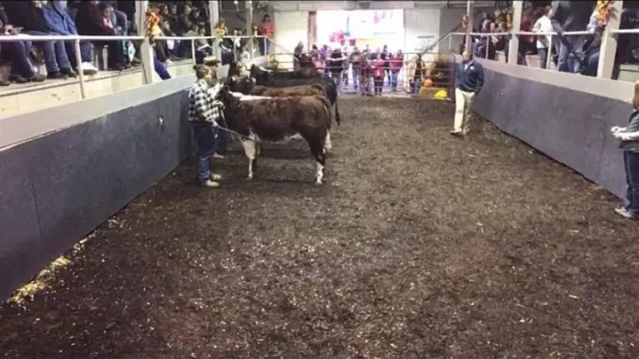 2022 BWF Steer Show