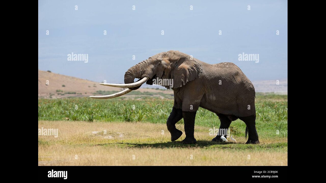 elephant timing