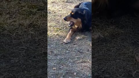 Odie eats his bone, Kasey wants it.