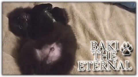 Cute Pomeranian Puppy Finds His Own Tail