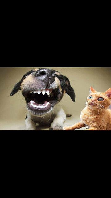 Try Not To Laugh | New Funny Pet Video Compilation 2023 | Funniestanimalsvideo #funnyanimals #short