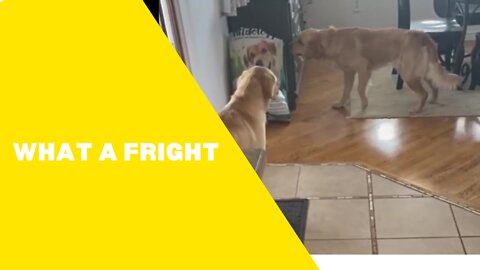 Golden Retriever is scared by image of dog in bag of food