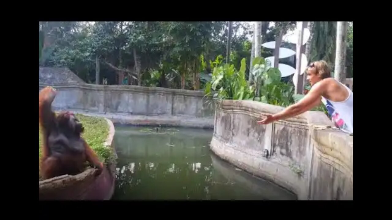 Orangutan made a fair trade with human