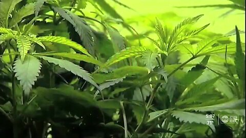 Florida lawmaker speaks out on bill to decriminalize marijuana