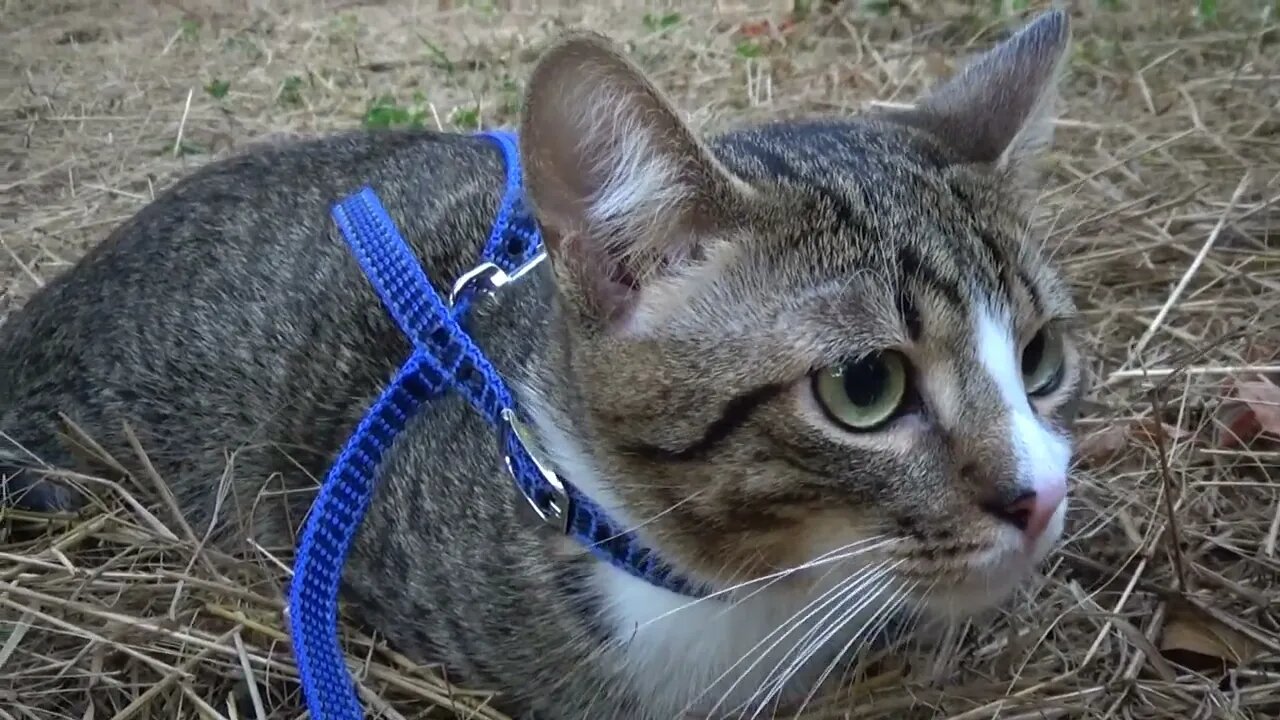 Little Cat Fears Being Outdoors