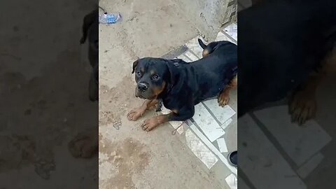 a beast called rottweiler 🐾 #shorts