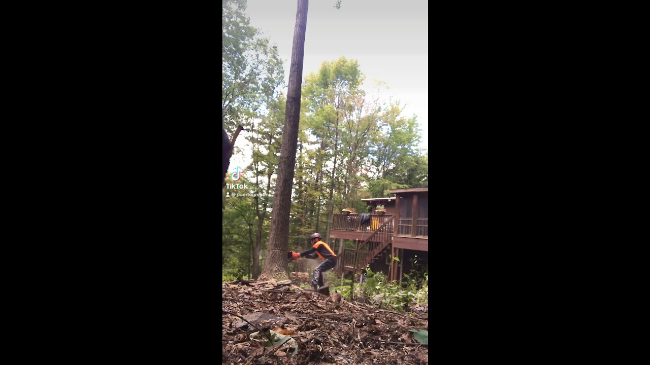 Felling a tree