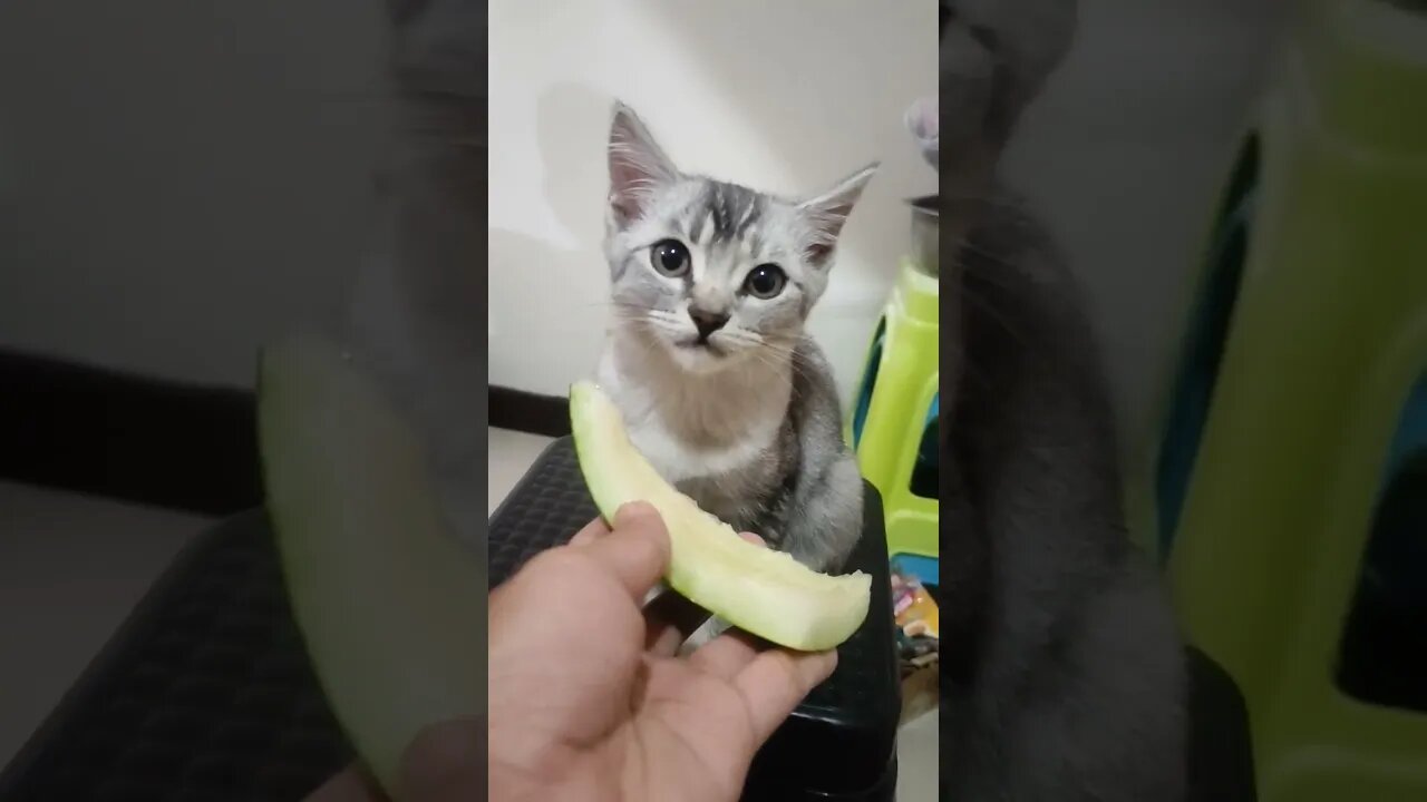Meet #britishshorthair #furbaby Koji snacking on watermelon 😍🤗 #socute #miming