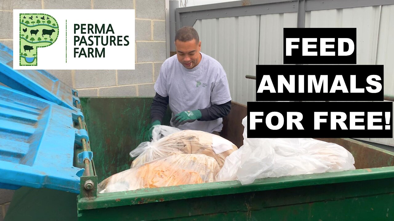 How We Feed Our Pigs And Chickens For FREE